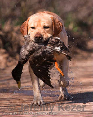 09woodyjhwaterretrive.jpg