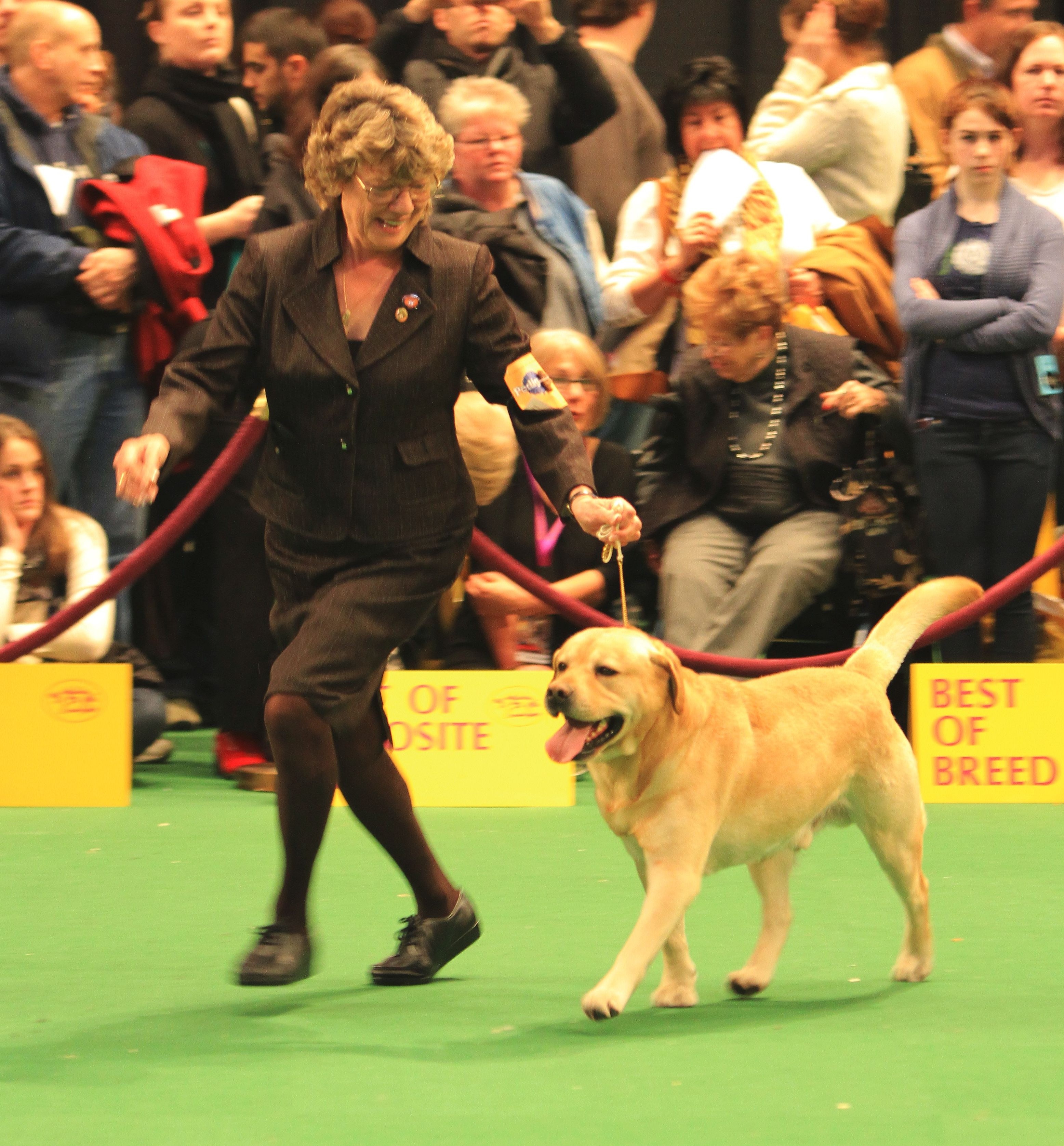 2010westminster.jpg